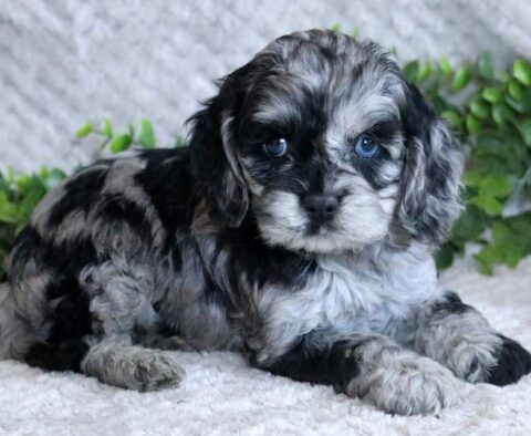 Lindy Cockapoo
