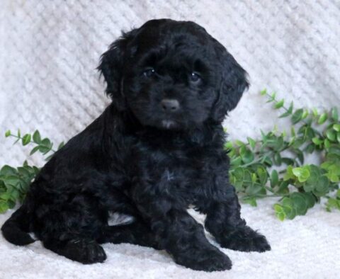 Lucky Cockapoo