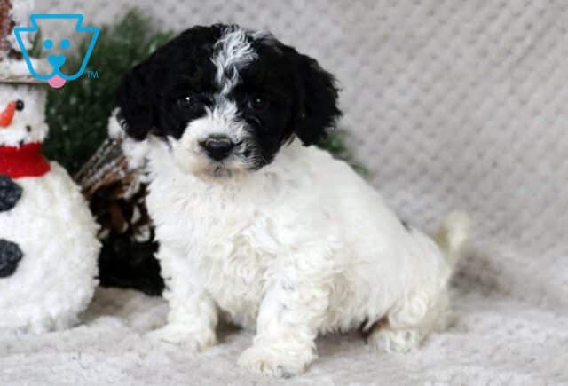Mable Bichpoo image