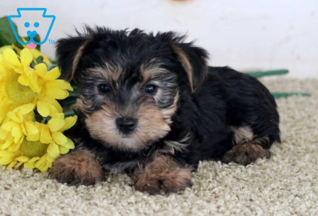 Marco Yorkie image
