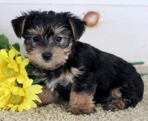 Marco Yorkie2