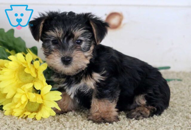 Marco Yorkie2 image