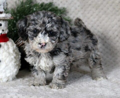 Marlie Bichpoo