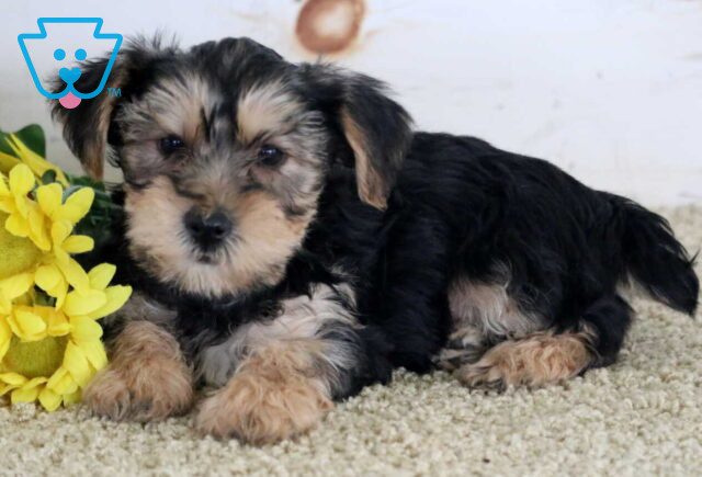 Miles Yorkie image