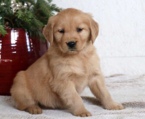 Minnie Golden