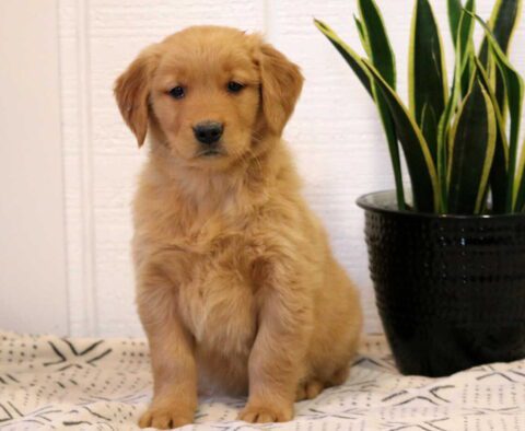 Nori Golden