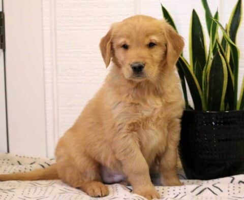 Noris Golden