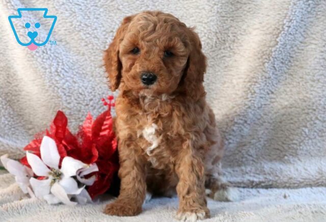 Noris Mini Goldendoodle image