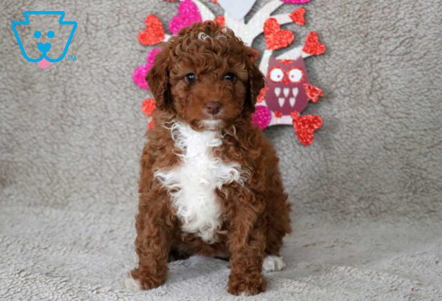 Ocean Cavapoo image