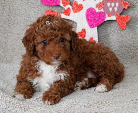Ocean Cavapoo2