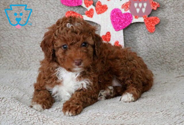 Ocean Cavapoo2 image