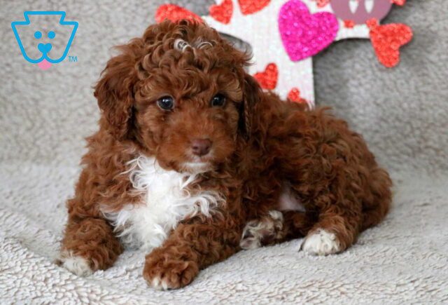 Ocean Cavapoo3 image