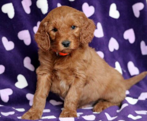 Odie Goldendoodle