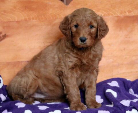 Olga Goldendoodle2