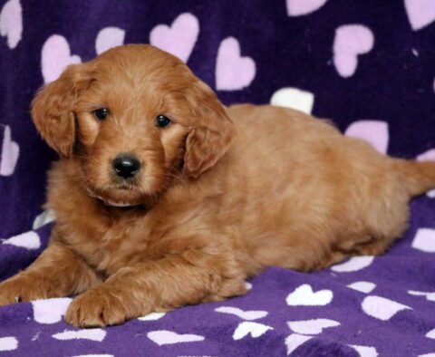 Ollie Goldendoodle3