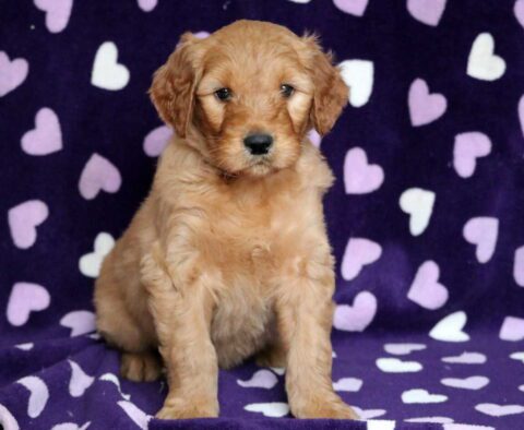 Orlando Goldendoodle