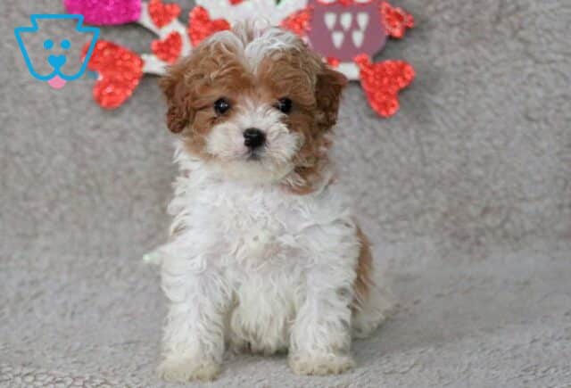 Ozzy Cavapoo image