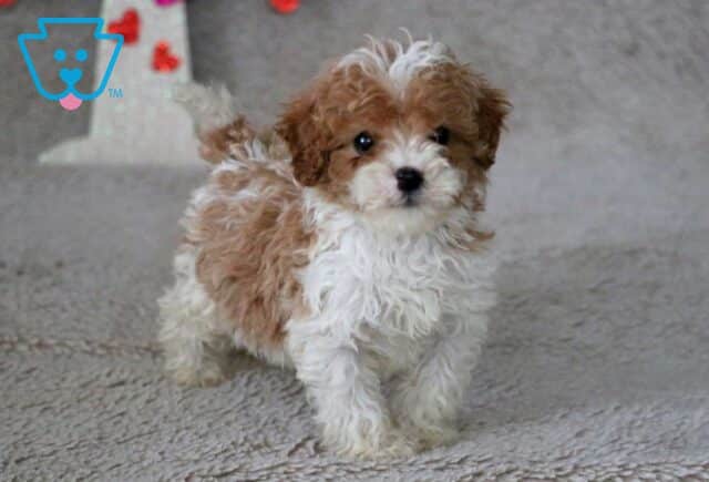 Ozzy Cavapoo2 image