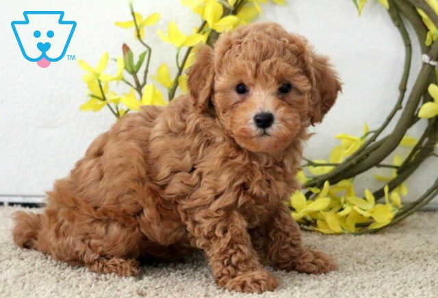 Paige Poodle Mix image