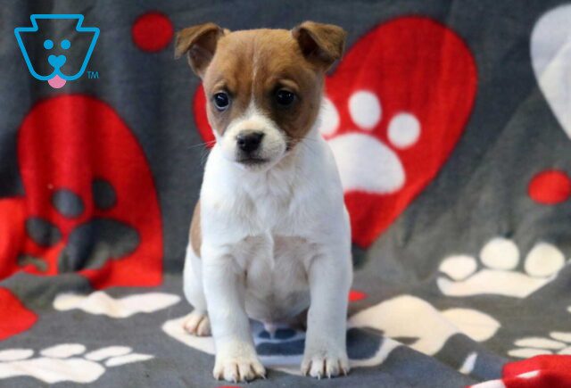 Pauly Jack Russell image