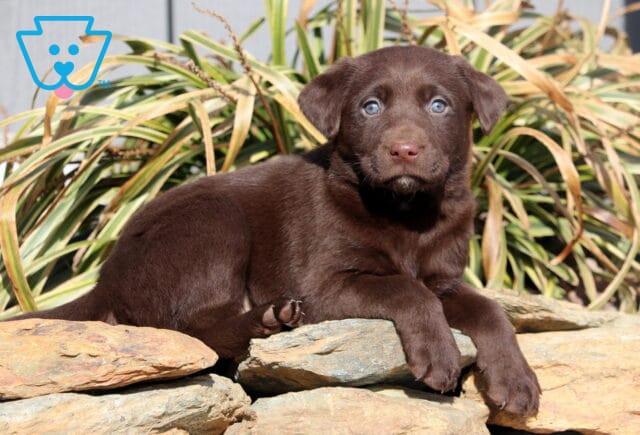 Rita Choc Lab image