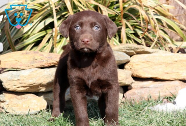 Rita Choc Lab2 image