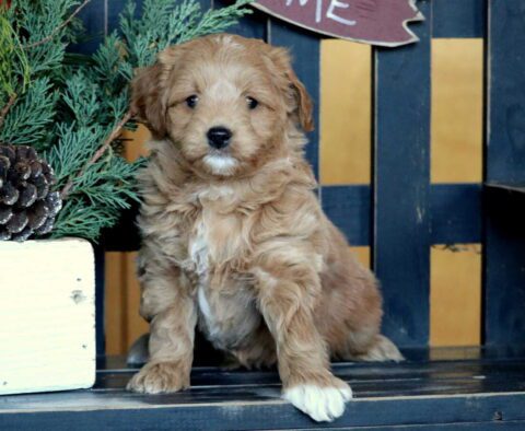 Rosie Mini Goldendoodle