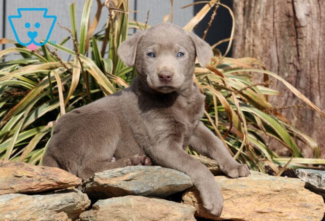 Rosie Silver Lab2 image