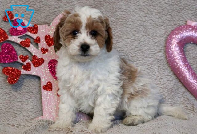 Ross Poodle Mix image