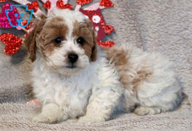 Ross Poodle Mix2 image