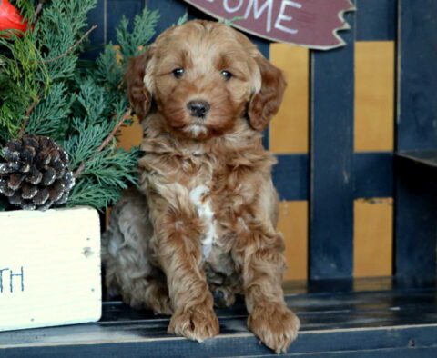 Roxy Mini GOldendoodle
