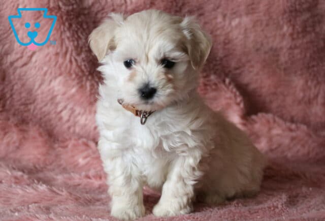 Royce Maltipoo image