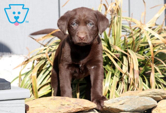 Ruby Choc Lab image