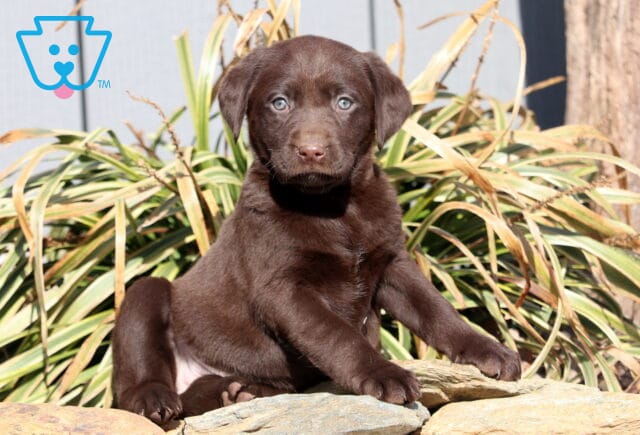 Ruby Choc Lab2 image