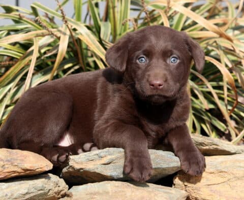 Rylie Choc Lab