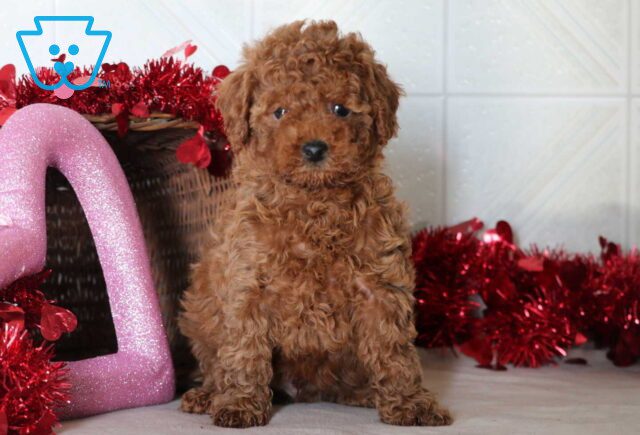 Sam Mini Goldendoodle image