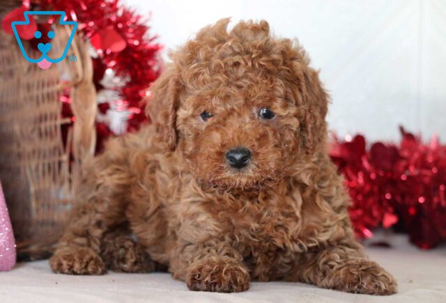 Sam Mini Goldendoodle2 image