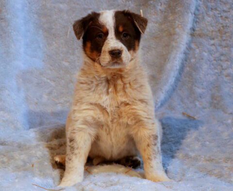 Sammy Border Collie Mix2