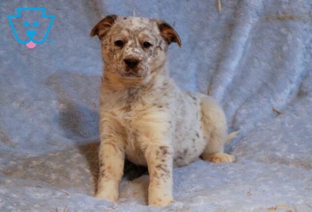 Sapphire Border Collie Mix2 image