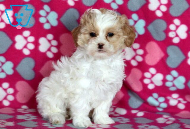 Sassy Shihpoo image