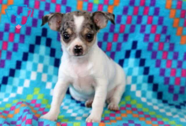 Shadow Chihuahua2 image