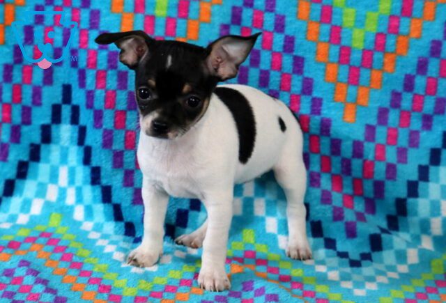 Shayla Chihuahua image