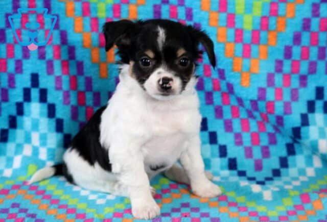 Sid Chihuahua image