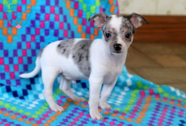 Skippy Chihuahua image