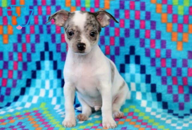 Skippy Chihuahua2 image
