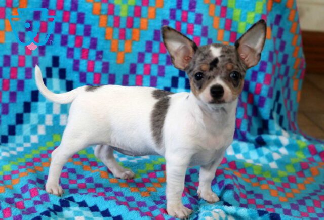 Skittles Chihuahua image
