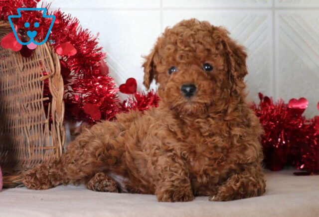 Slugger Mini Goldendoodle3 image