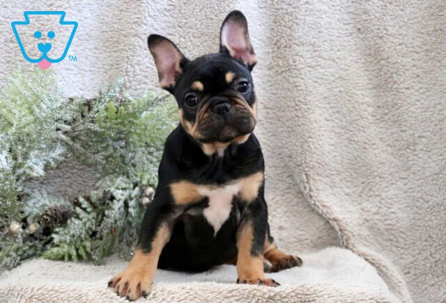 Snowy French Bulldog image