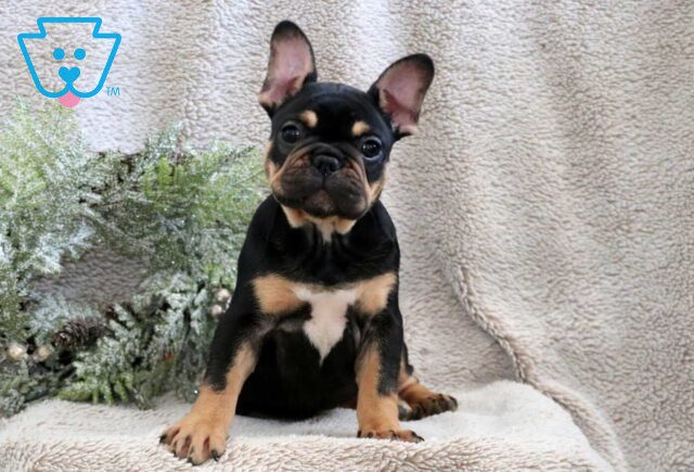 Snowy French Bulldog2 image