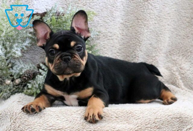 Snowy French Bulldog3 image